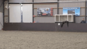 Urmăriți: poliția olandeză antrenează vulturi pentru asasinarea dronelor în aer
