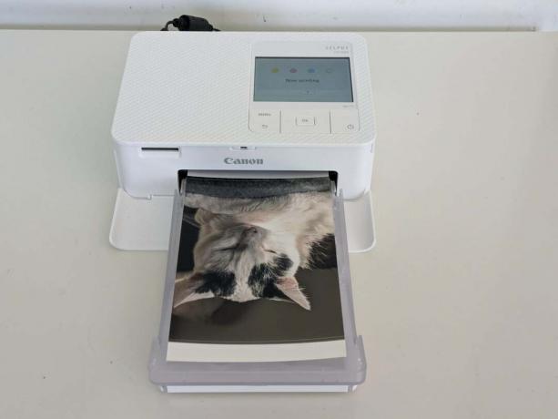 Canon Selphy CP1500 разпечатва снимка на котка
