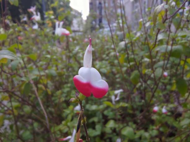Asus ROG Phone 6 makro attēls ar ziedu