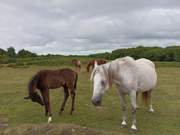 सैमसंग गैलेक्सी A03s पर लिए गए घोड़ों की तस्वीर